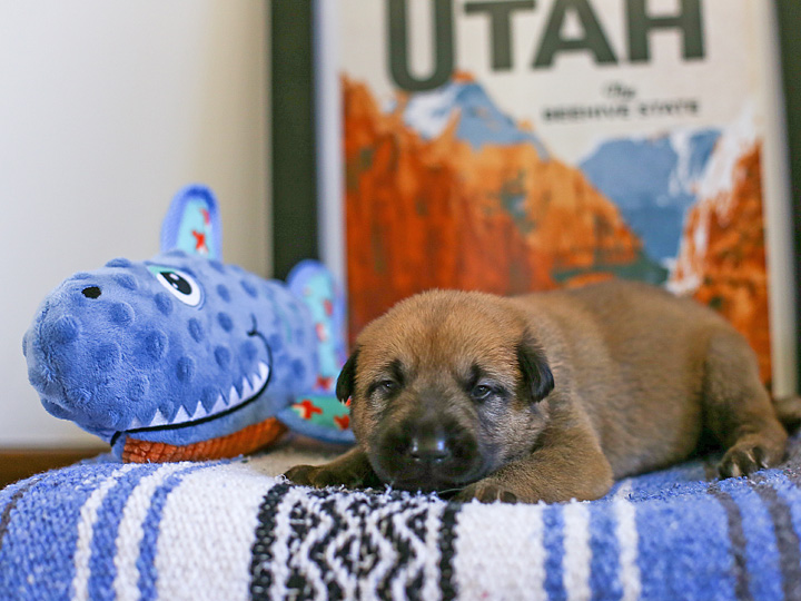 chinook puppy